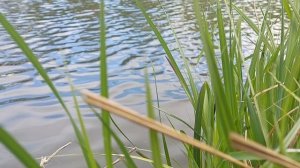 Приветствую тебя, пустынный уголок,
Приют спокойствия, трудов и вдохновенья.
А. С. Пушкин