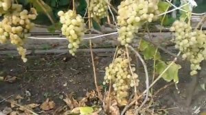 Немабакт обзор