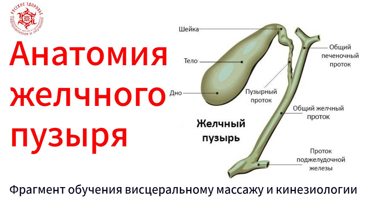 Анатомия желчного пузыря. Фрагмент обучения висцеральному массажу и кинезиологии.