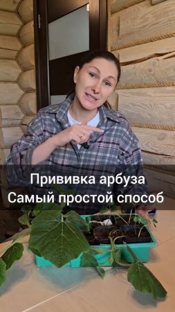 🍉 Прививка арбузов.