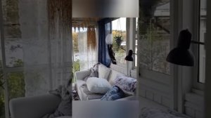 подборка смешных котиков