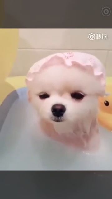 Просто прелесть.Это шпиц померанец🐶🙃😀😃😄😁😆😸😺