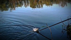 накидал на точку три банки кукурузы и стал ждать....