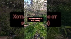 заморозки нас обошли стороной