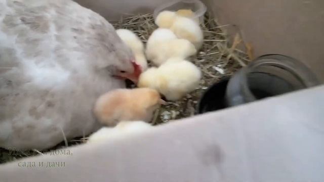 Чем можно кормить цыплят с первых дней жизни в домашних условиях.