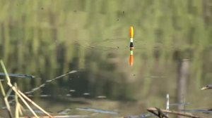 Ловля карася на маховую удочку с поплавком. Рыбалка в тихом месте.