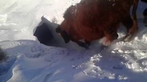 Коровы ныряют в снег...