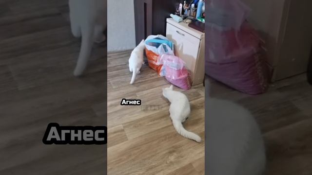 Встреча родных сердец | Амалия и Агнес