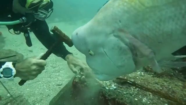 Эта рыба действительно хочет помочь . #Short смотреть онлайн