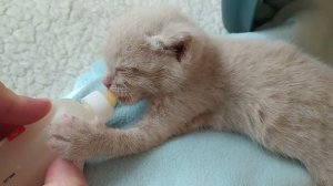 Выхаживаем Кузьку, ему 20 дней