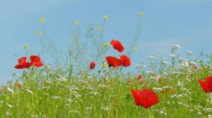 Летние Моменты Природы: Поле Маков и Пение Птиц