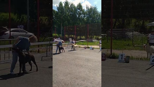 выставка собак | новые деревенские
