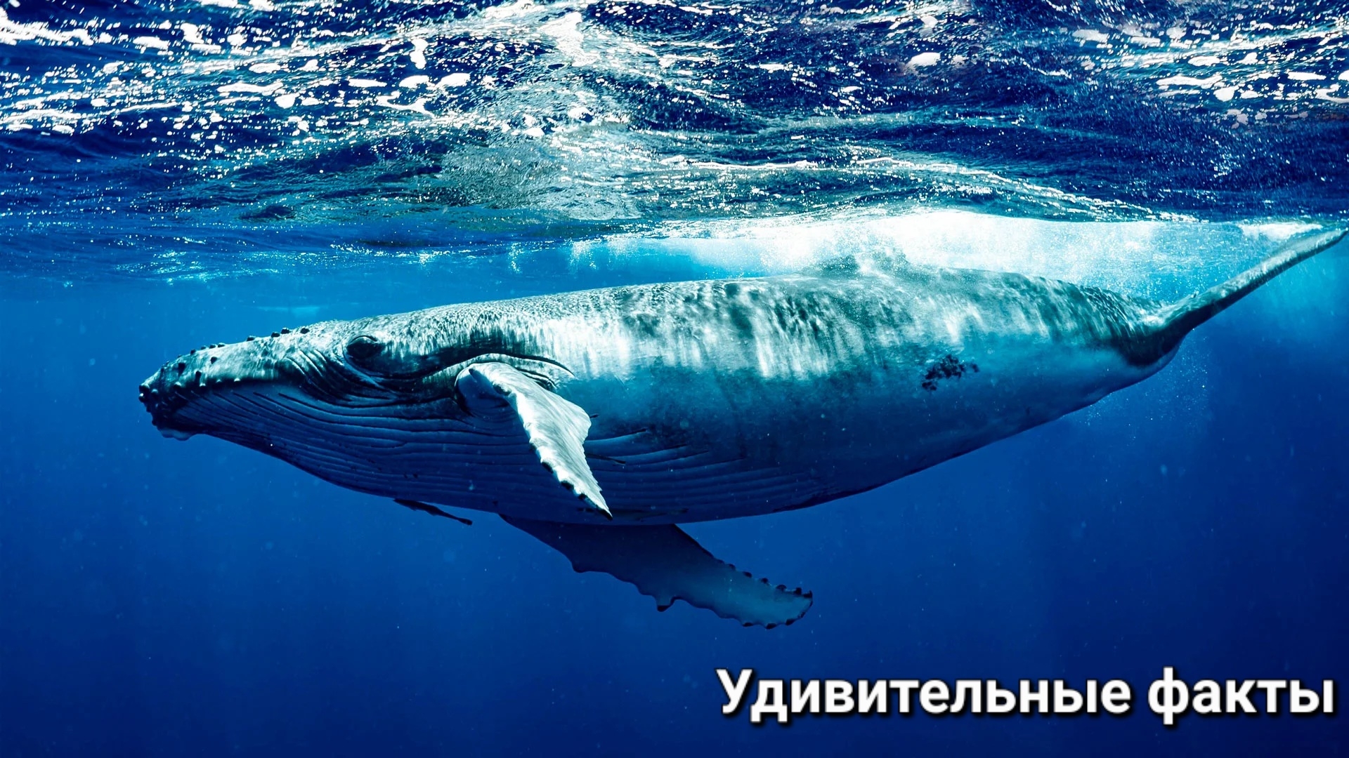 Удивительные фактв о китах