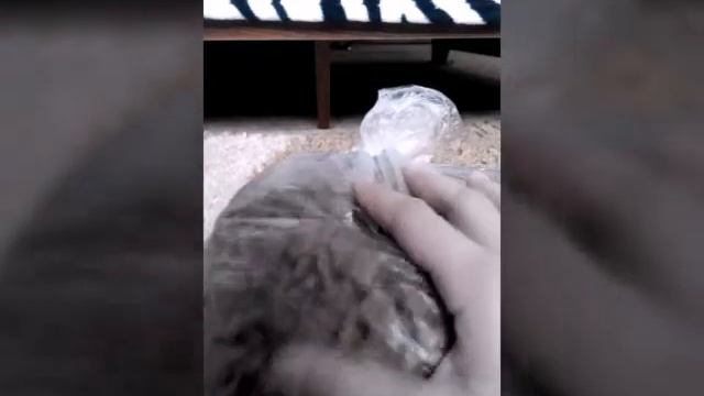 Покупки из зоомагазина смотреть онлайн