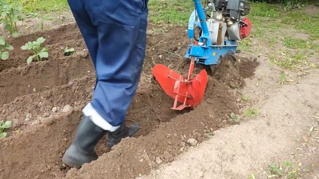 Прополка и окучивание одним действием. 2024. Нева мб-2.