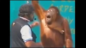 Топовая подборка. СМЕШНЫЕ ОБЕЗЬЯНЫ. Смешное видео про обезьян.