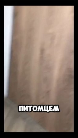 Кот в шоке #кот #животные #юмор #мем #shortvideo #shorts