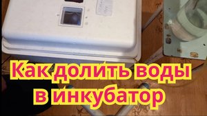 Как я , доливаю воду в инкубатор, во время инкубации.