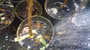 Полив дождеванием саженцев ЗКС