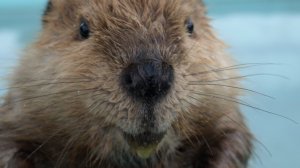 Плотина бобра (оригинальный звук).