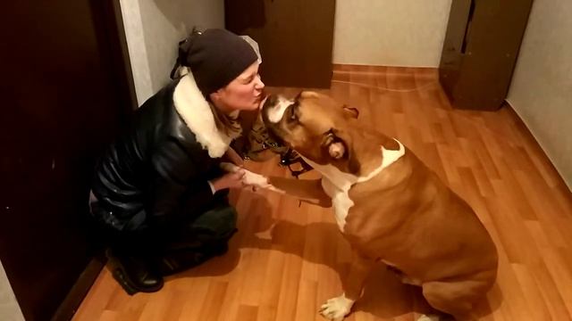 Немецкий боксер встречает хозяйку смотреть онлайн