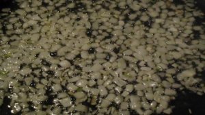 Дрожжевой пирог с мясом и капустой