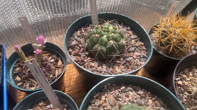 MY BACKYARD GREENHOUSE TOUR. CACTUS, EUPHORBIA, AGAVE FROM SEEDLINGS TO MATURE #plants #diy #cactus смотреть онлайн