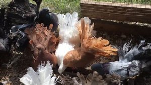 Филиал голубей у Васильевича. Небольшое турне по с.Широкое у голубеводов С. Бугровского и В. Ярема.