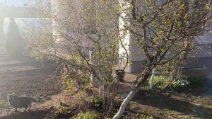 Первомайское барбекю.
