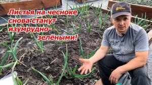 🌿 ПРОВЕРЕННАЯ ПОДКОРМКА ЧЕСНОКА – ЛИСТЬЯ КАК ИЗУМРУДЫ, А ГОЛОВКИ КРУПНЫЕ! 🧄💪