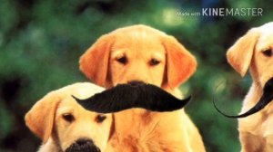 Полная песня. (Остановите Вите Вите надо выйти).