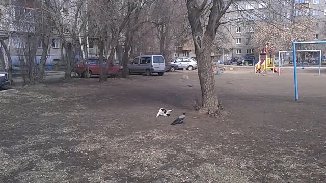 Ворона троллит кота смотреть онлайн