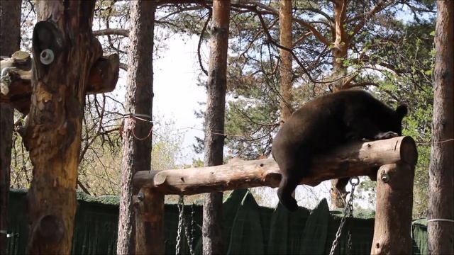 Уссурийский медвежонок Дуся ходит по брёвнам и качается на качели 30.04.2025