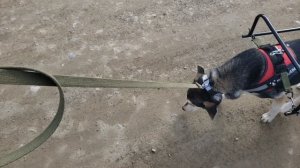 Четвёртый выезд. Прицеп для собак Мухтар. Часть 1