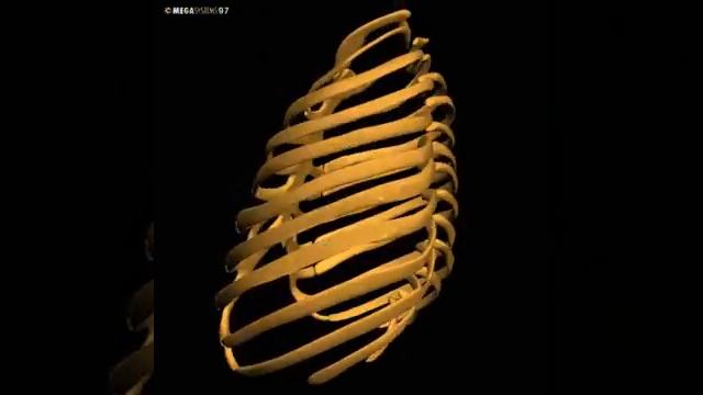 Грудная клетка смотреть онлайн