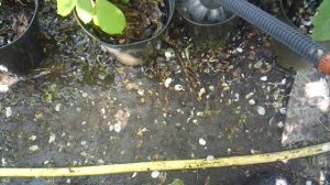 Послушание родителям: полив саженцев ЗКС