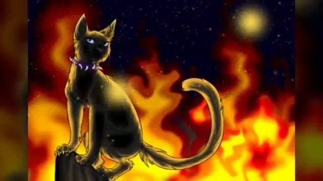 Коты воители-Бич смотреть онлайн