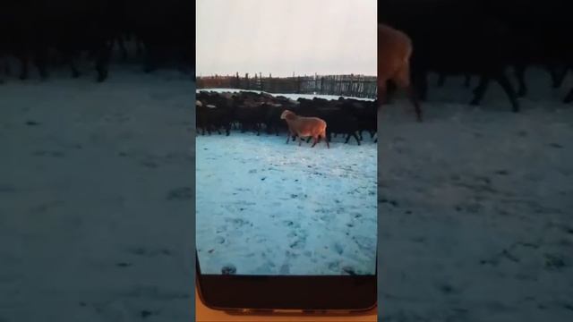 Продажа Корова Крупно-рогатый+79226186664 смотреть онлайн