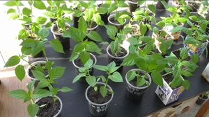 Баклажаны и перцы на 2 мая