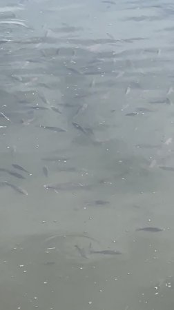 Нерест карасей