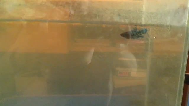 Рыба петушок в аквариуме от Димчика смотреть онлайн