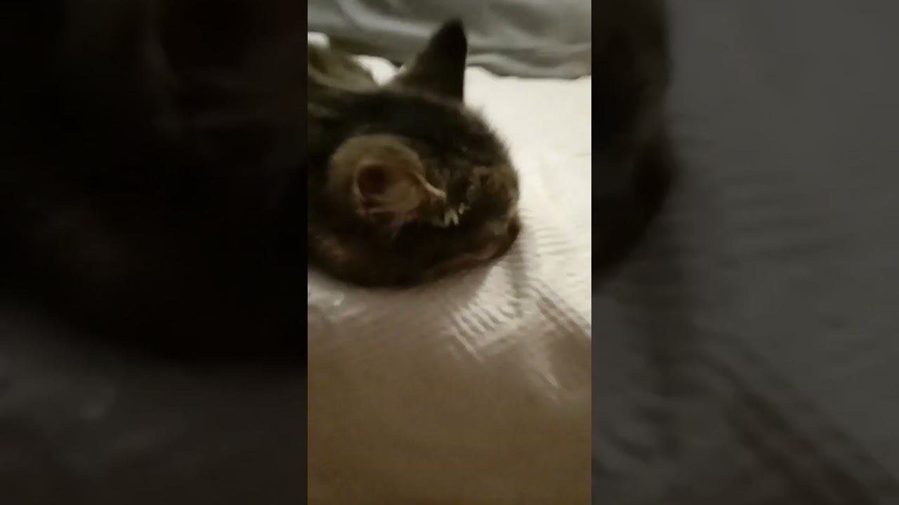 Кузи смотреть онлайн