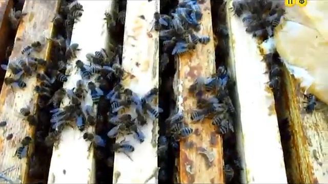 Весенний осмотр отводков-2013 смотреть онлайн