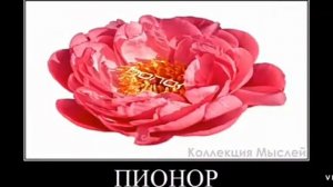 Марки телефонов + ШИЗА =