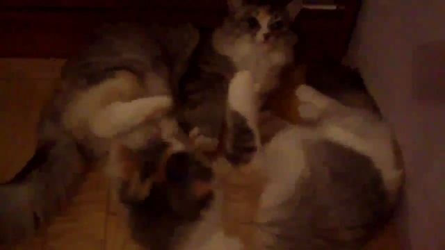 Смотреть до конца! Мой кот любит хип-хоп смотреть онлайн