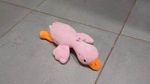 новый питомец - Гоус!