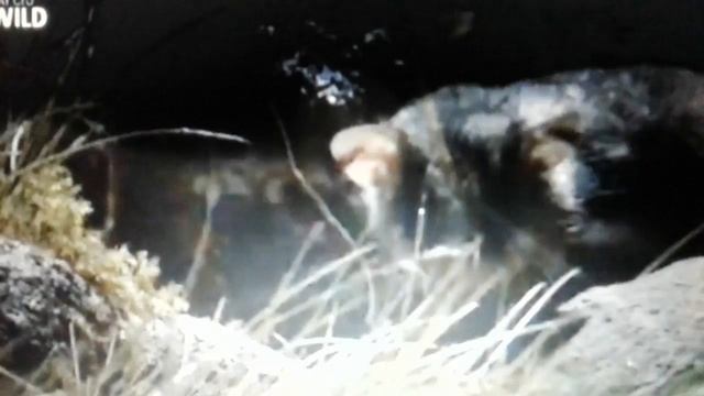 Мир животных