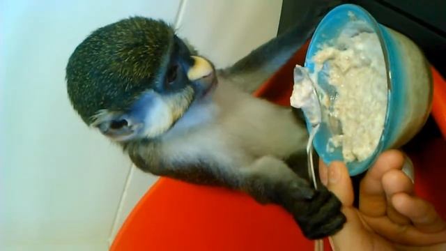 Юппик, завтраки-обеды) смотреть онлайн