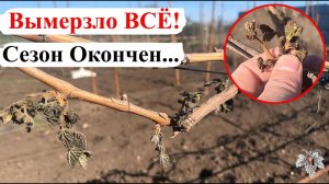 ❄️ Вымерзло ВСЁ! Сезон КОНЧИЛСЯ, так и НЕ НАЧАВШИСЬ… Что делать?