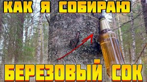 КАК СОБИРАТЬ БЕРЕЗОВЫЙ СОК? ПРОСТОЙ СПОСОБ